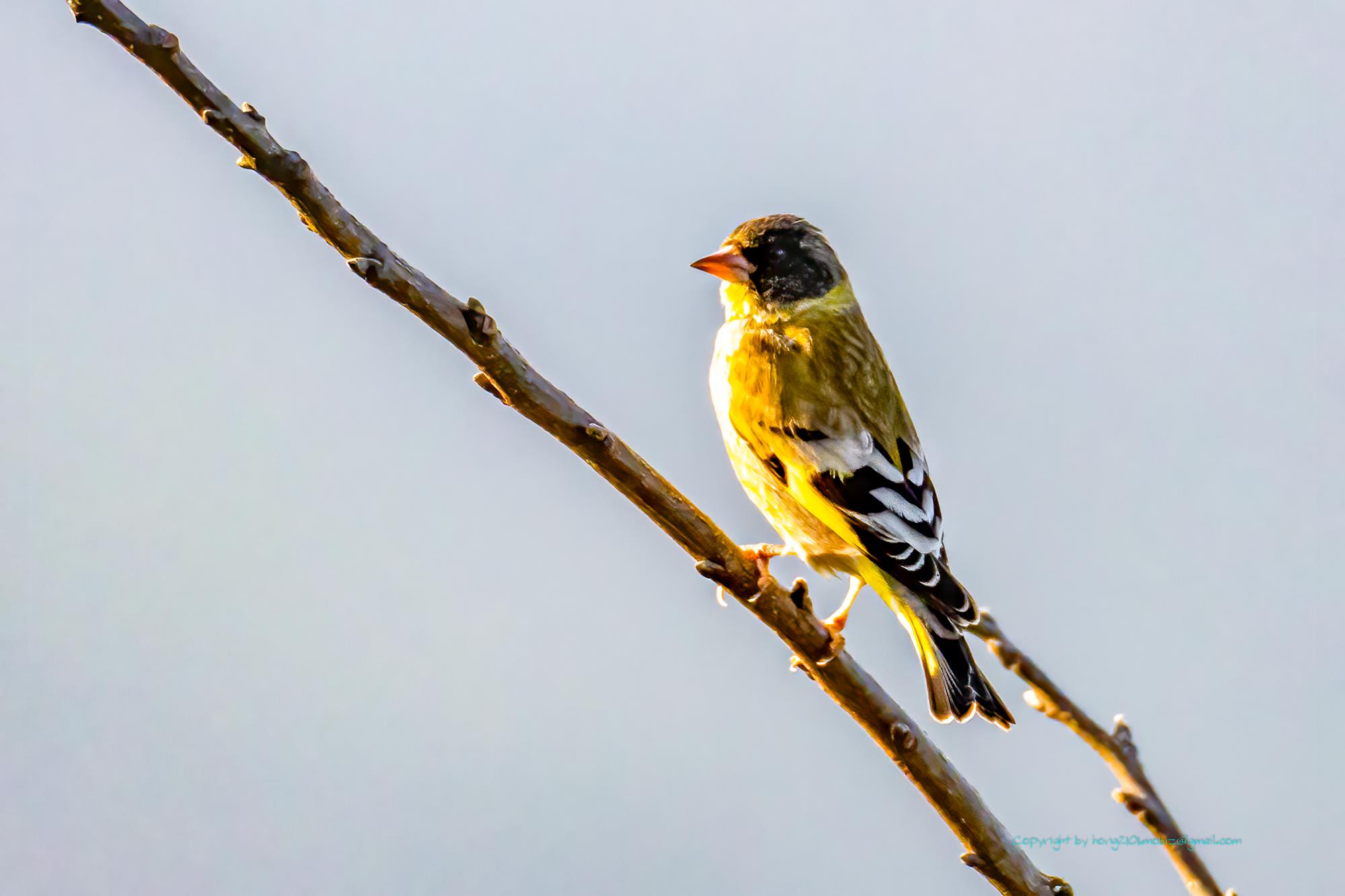 black headed greenfinch
